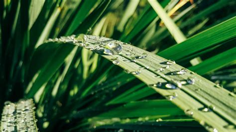 Free Photo Water Drops On Green Leaf Plants Close Up Leaves Water