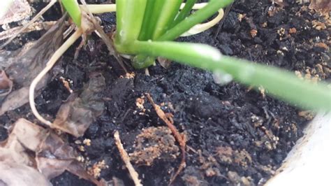 Choosing the best soil for your indoor plants involves more than just grabbing a bag of dirt! Small white crawling insects on my house plant soil - YouTube