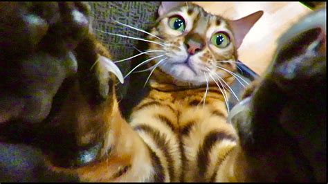 My Bengal Cat Mischievous And Playful Moments Youtube