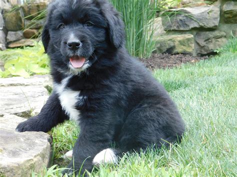 Newfoundland Dog Puppies For Sale Dundee Oh 225047