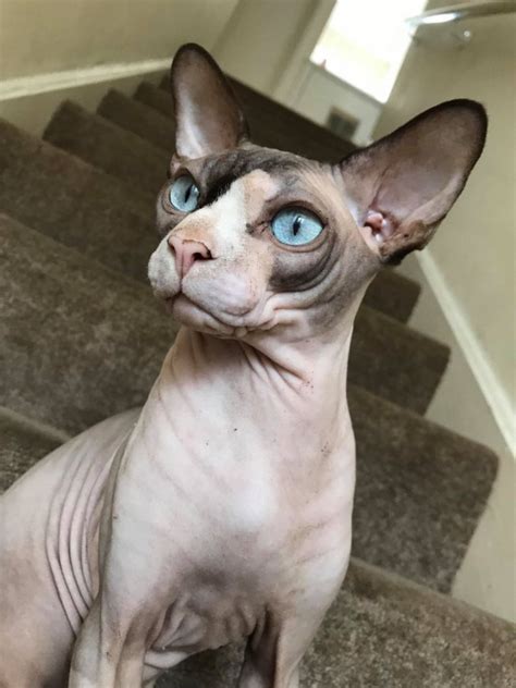 Baby sphynx cats for adoption. Beautiful Sphynx Kittens for adoption Offer €200