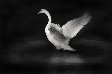 Free Images Wing Black And White Beak Swan Vertebrate Elegant