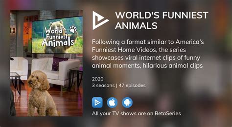 Where To Watch Worlds Funniest Animals Tv Series Streaming Online