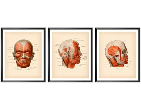 Facial Muscles Poster Anatomical Face Print Human Anatomy Art Medical