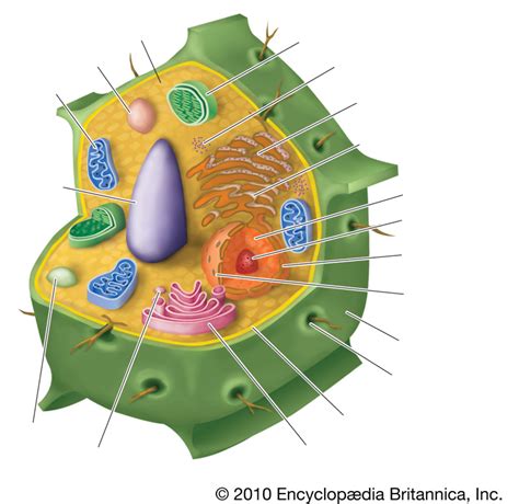 Find The Parts Of Plant Cell Quiz By Kfastic