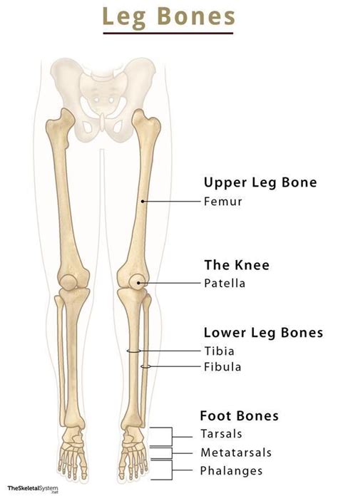 The Bones And Their Major Skeletal Systems Are Labeled In This Diagram