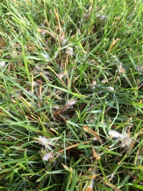 How To Tell If Grass Is Overwatered 6 Obvious Signs To Watch Out For