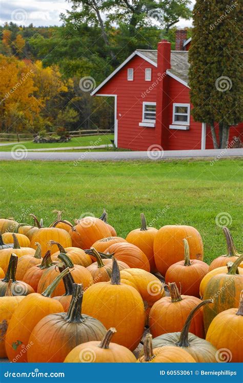 Autumn Pumpkins Stock Photo Image 60553061