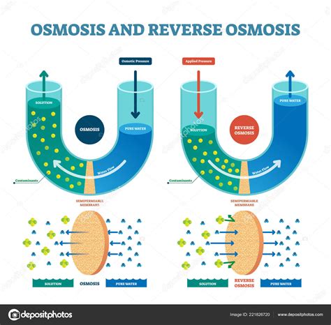 Osmosis Reverse Vector Illustration Explained Process With Solution