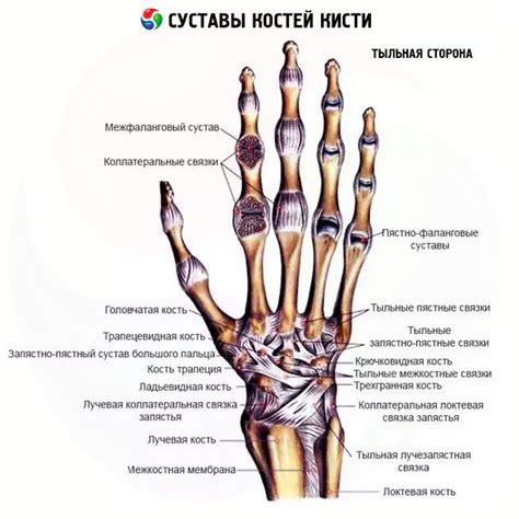 Hand Bone Joints Normal Anatomy Structure Function
