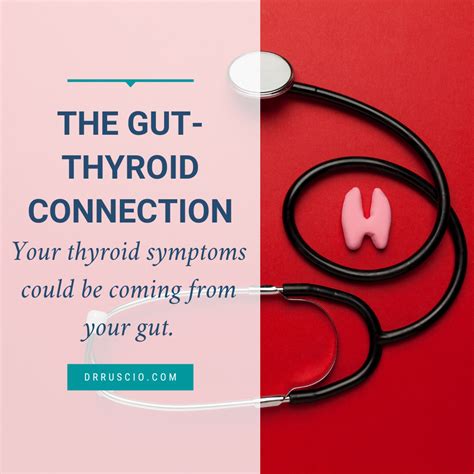 The Often Overlooked Gut Thyroid Connection Dr Michael Ruscio Bcdnm Dc