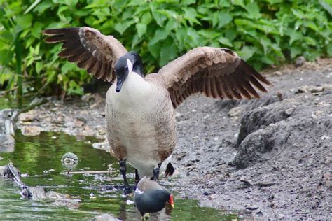 Canada Goose Branta Canadensis Angry Stock Image Image Of