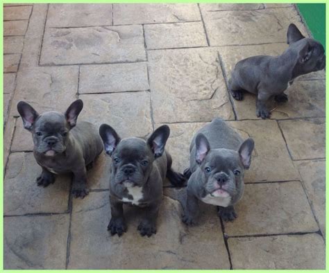 Blue French Bulldog Alopecia