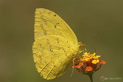 Mariposa Amarilla Zebra Butterfly Beautiful Butterflies Butterfly