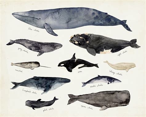 Somerset House Images Whale Chart Iii