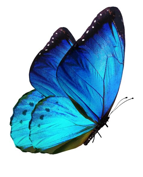 Glow Butterfly Png Png Image Collection