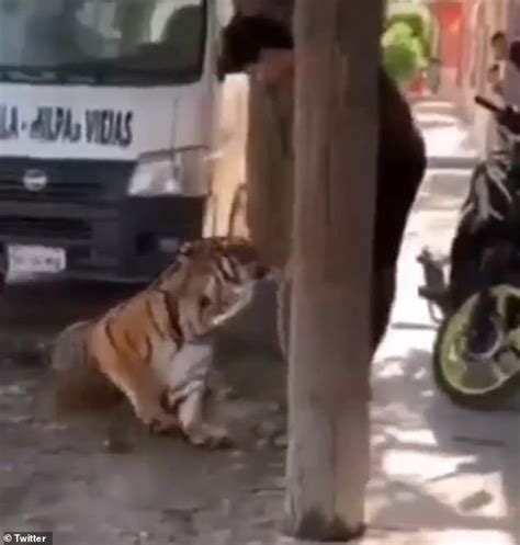 Mexicans Surprised To See Tiger Walking In Their Neighborhood The