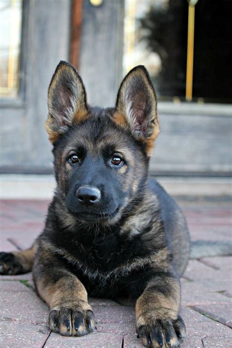 Visit our sable german shepherd puppies for sale page to learn more about german shepherd colors and to reserve your sable puppy! Black sable german shepherd puppy | German shepherd dogs, German shepherd puppies, Shepherd puppies