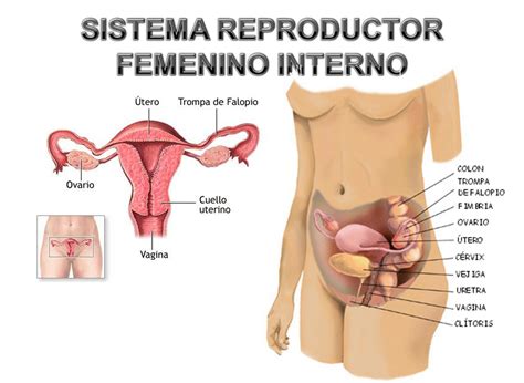Ginecología Aparato reproductor Femenino