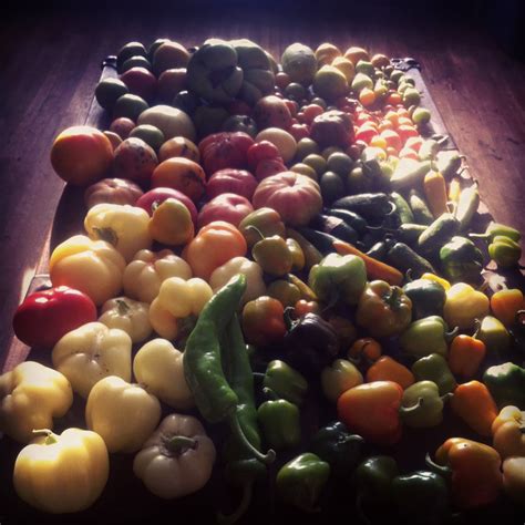 Late Fall Tomato And Pepper Harvests Urbantomato