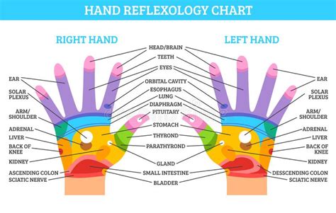 Hand Reflexology Chart Stock Illustrations 60 Hand Reflexology Chart