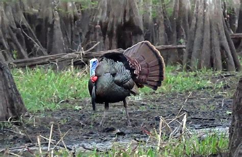 The Secret To Killing More Public Land Gobblers HuntStand