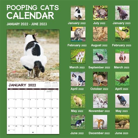 2022 Wall Calendar Pooping Cat Calendar 2022 Starts From Jan 2022