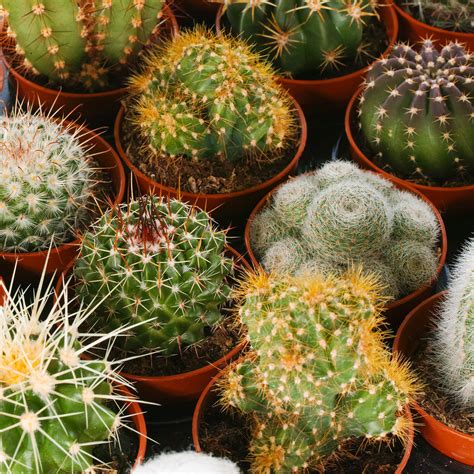 Set Of 10 Mixed Cactus Plants 55cm Pots Gardeners Dream Plant Care