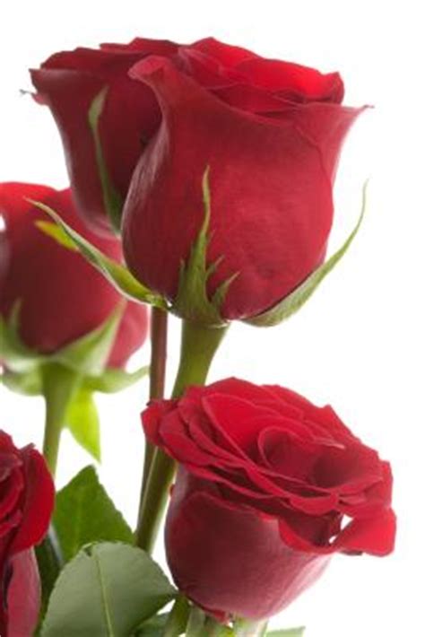 Order online, call the florist, or come visit us. How to Send Flowers to a Girl | Dating Tips - Match.com