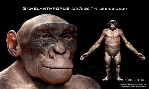 Sahelanthropus Tchadensis By Viktor Deak Evoluzione Umana Evoluzione