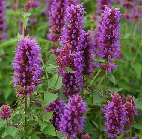 There are 2448 bees love flowers for sale on etsy, and they cost $20.46 on average. Hummingbird Mint, Hyssop - Our Plants - Kaw Valley Greenhouses