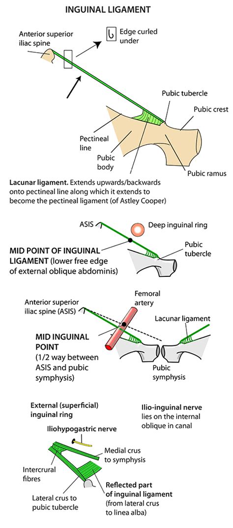The inguinal canal, located just above the inguinal ligament, is a small passage that extends medially and inferiorly through the lower part of the abdominal wall. Instant Anatomy - Abdomen - Areas/Organs - Inguinal region ...