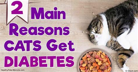 How To Treat Cat Diabetes ~ How To Treat Diabetes Insipidus