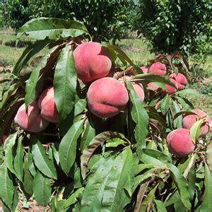 Master dwarf fruit trees only need about 8 feet in diameter of open ground to strike root and produce fruit cocktail. SUPER DWARF PEACH SUNSET - Garden Express