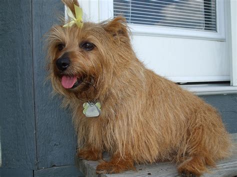norfolk terrier facts pictures price  training dog breeds