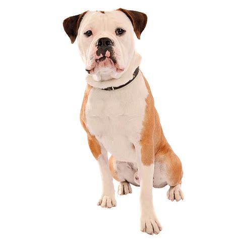 Olde English Bulldogge Dog Breed Everything About Olde English Bulldogge