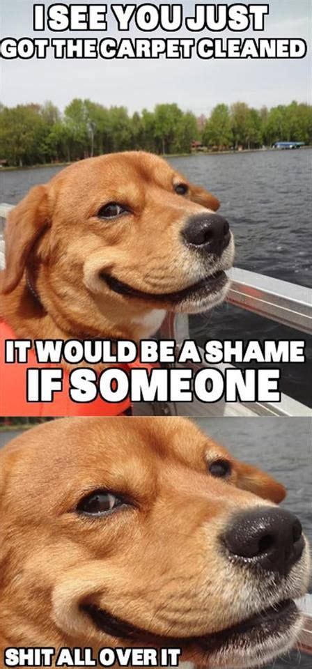 25 New Funny Dog Jokes Clean Dog Photos Headshot