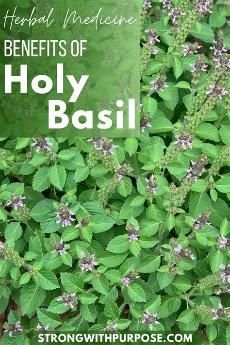 Herbal Medicine Benefits of Holy Basil | Strong with Purpose | Healing