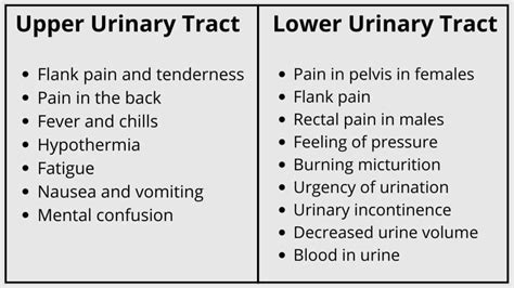 Urinary Tract Infection Uti Symptoms And Management Pains Portal