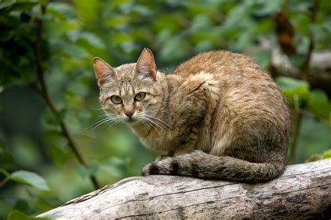 African Wildcat Felis Silvestris Lybica Adult Standing On Branch Stock