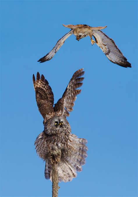 Great Grey Owl Vs Red Tailed Hawk By Mircea Costina