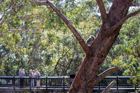 Port Stephens Koala Sanctuary General Admission Ticket Getyourguide