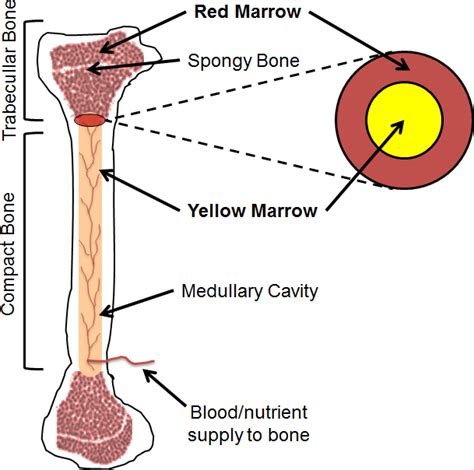 The Long Bone Is The Site Of The Red And Yellow Fatty Bone Marrow