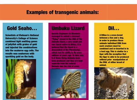 What is a transgenic organisms?. Transgenic animals - Screen 8 on FlowVella - Presentation ...
