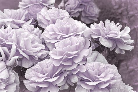 The Queen S Lavender Rose Garden Photograph By Jennie Marie Schell