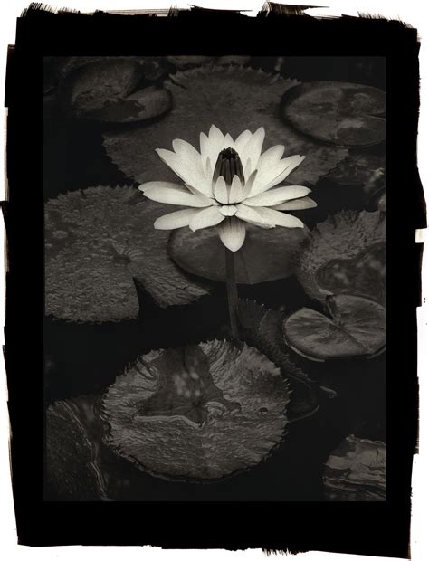 Trudy Slocum Water Lily Obscura Gallery Santa Fe New Mexico