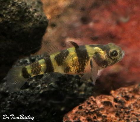 Premium Rare Wild Freshwater Bumblebee Goby Nano Fish