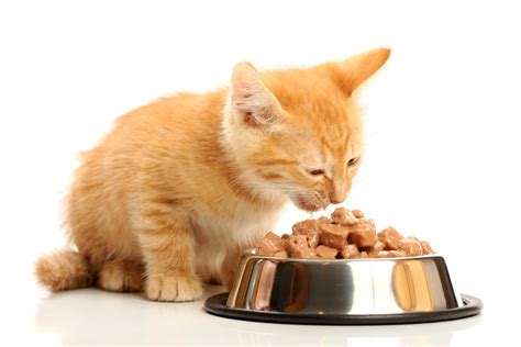 Descubre Cual Es El Mejor Alimento Para Tu Gato Alimentos Para Gatos