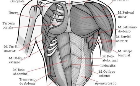 Musculos Do Tronco Vista Anterior Otosection