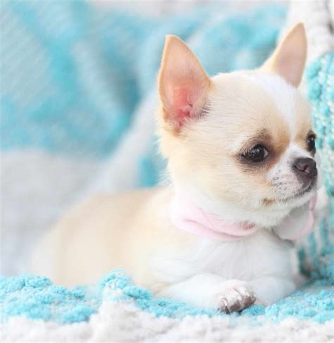 We list puppies from both breeders and dog rescues. Cheap Chihuahua Puppies For Sale Near Me | PETSIDI